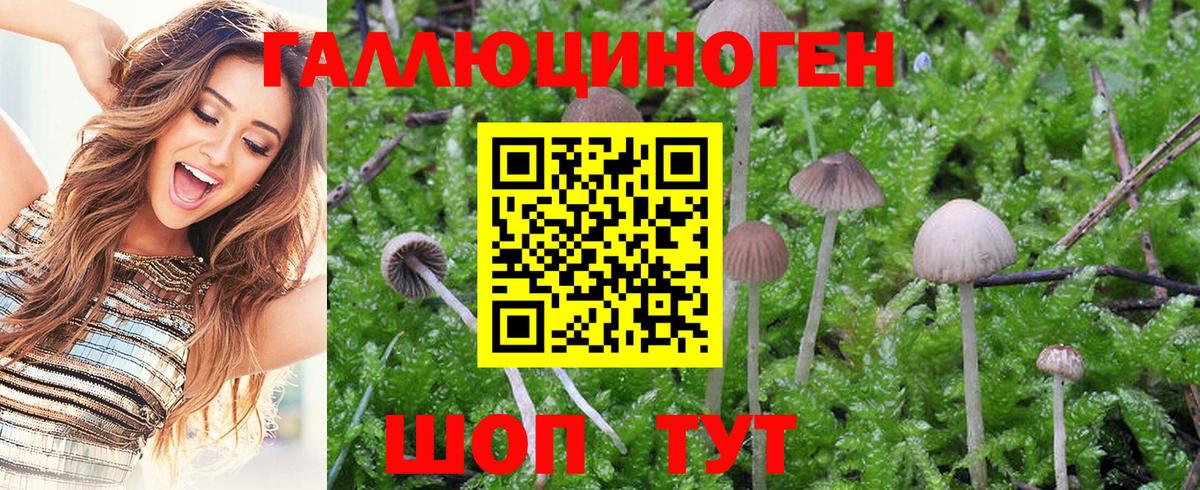 Псилоцибиновые грибы Psilocybe Железноводск